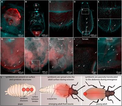 Morphological adaptation for ectosymbiont maintenance and transmission during metamorphosis in Lagria beetles